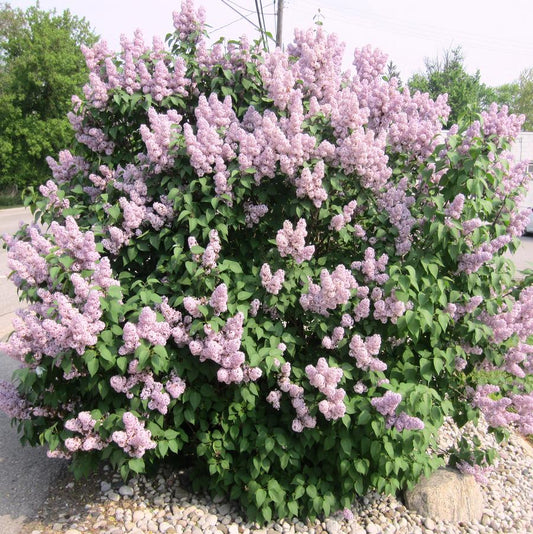 Lilac 'Katherine Havemeyer'