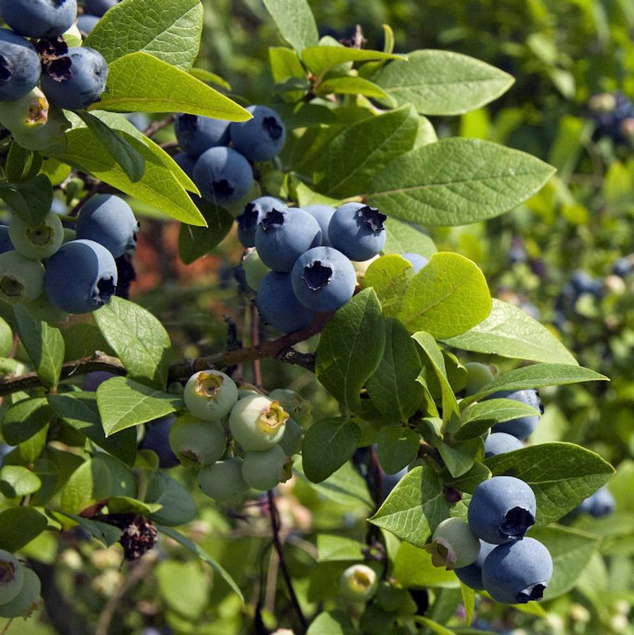 Highbush Blueberry 'Sweetheart'