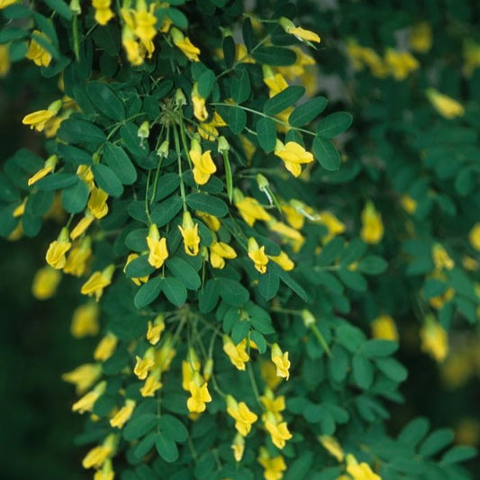 Peashrub 'Weeping'