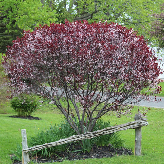 Sandcherry 'Purpleleaf'