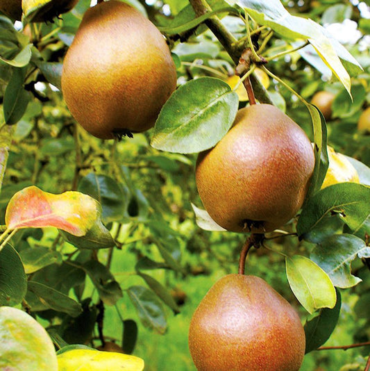 Pear 'Combination'