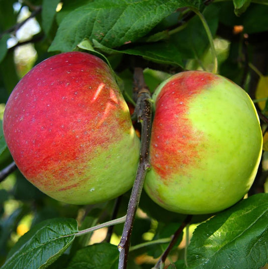 Apple 'Cortland'