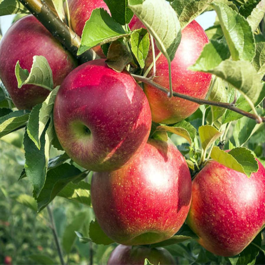 Apple 'Fireside'