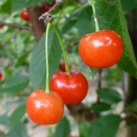 Cherry 'Montmorency'