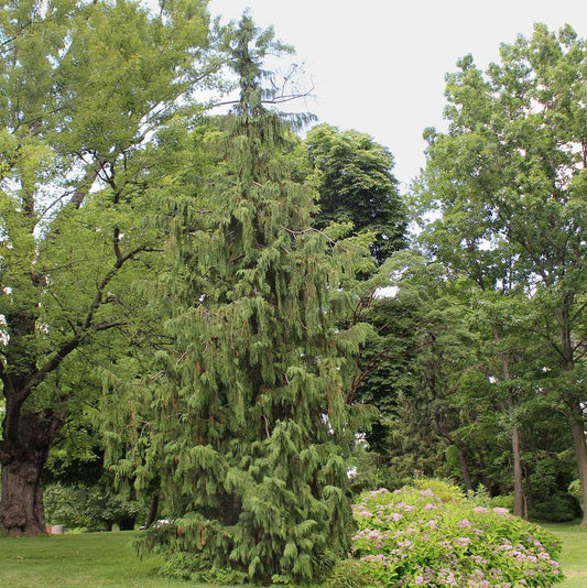 Cypress 'Weeping Nootka'