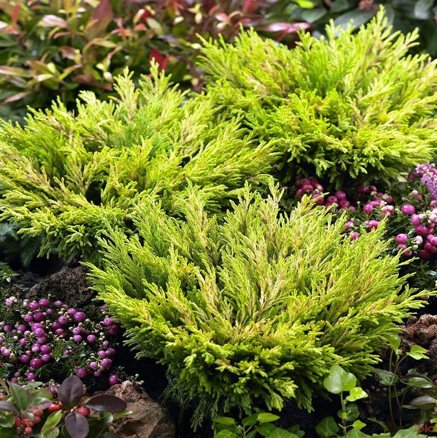 Juniper 'Limeglow'