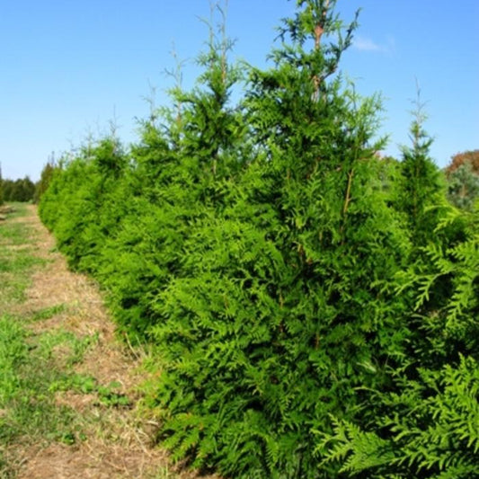 Cedar 'Green Giant'