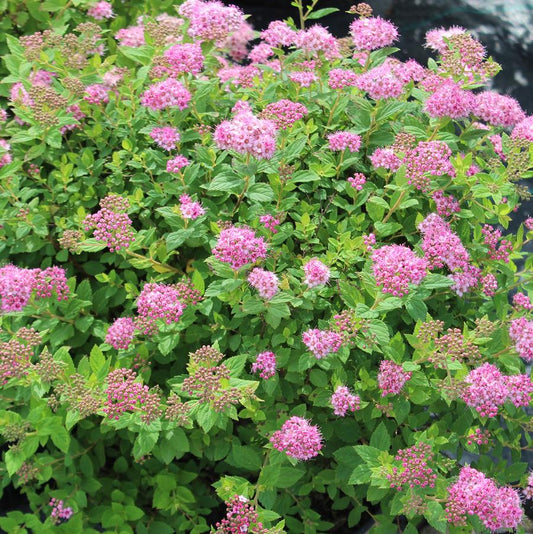 Spirea 'Little Princess'