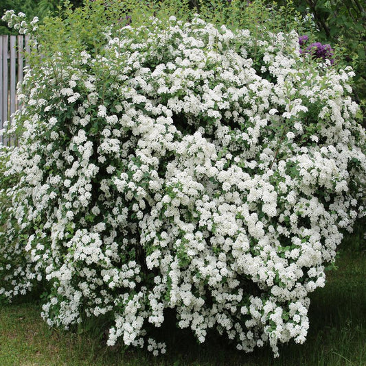Spirea 'Bridal Wreath'