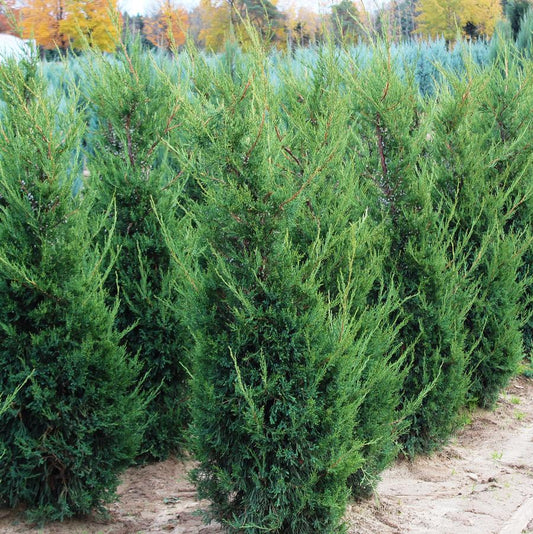 Juniper 'Mountbatten'