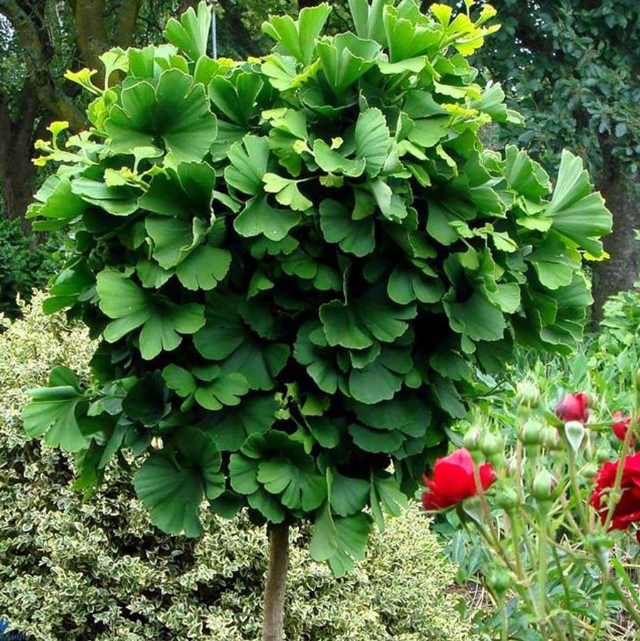 Ginkgo 'Mariken'