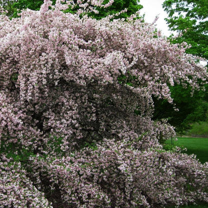 Flowering Crab 'Louisa'