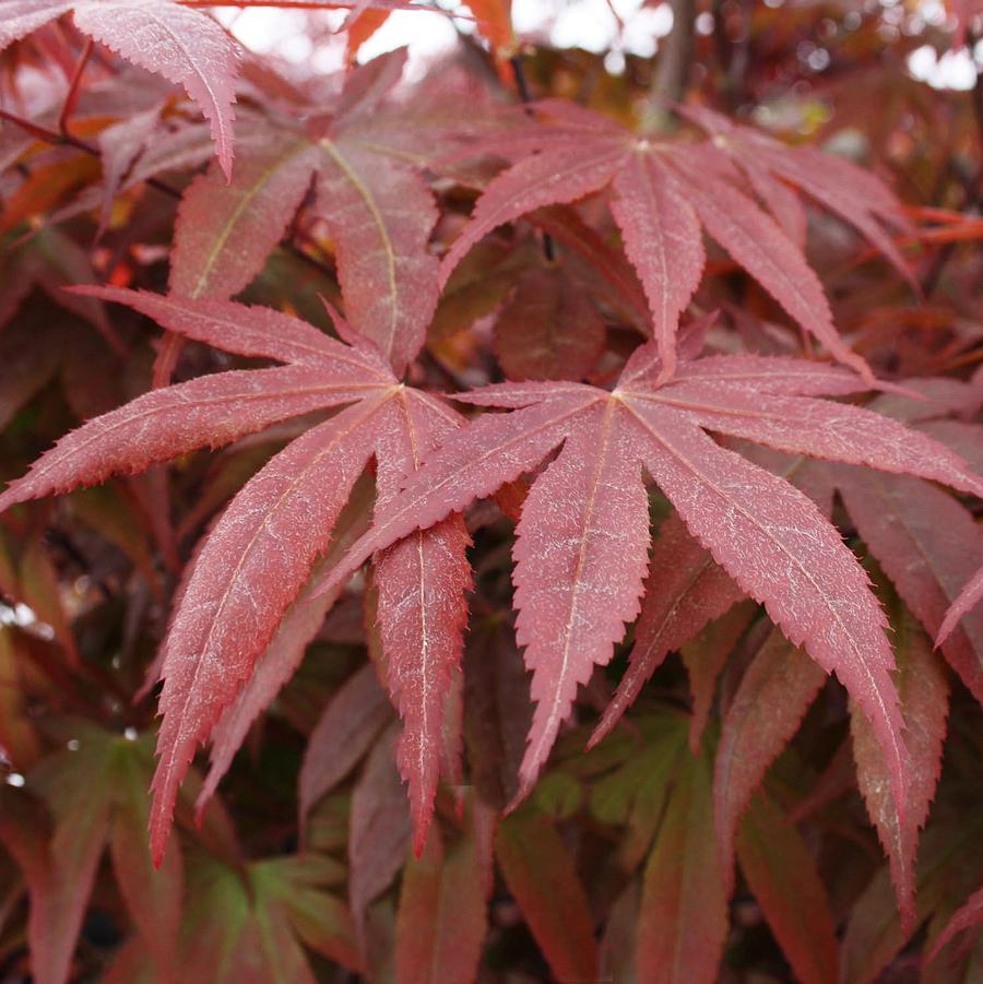 Maple 'Japanese Bloodgood'