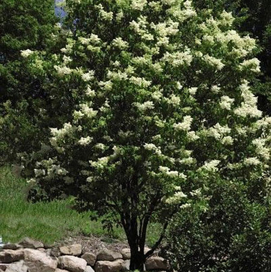 Lilac 'Ivory Silk' Japanese Clump