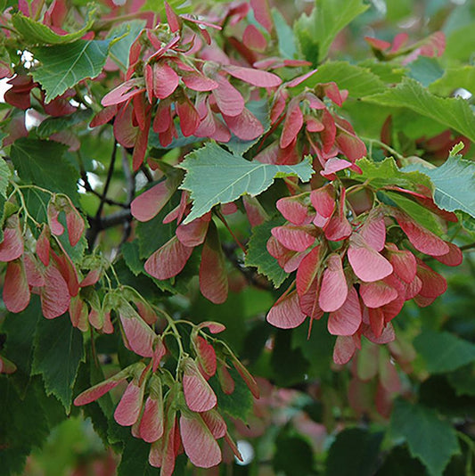 Maple 'Amur Flame'