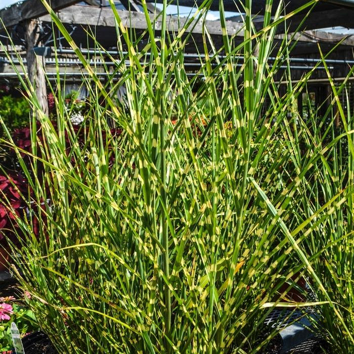 Porcupine Grass