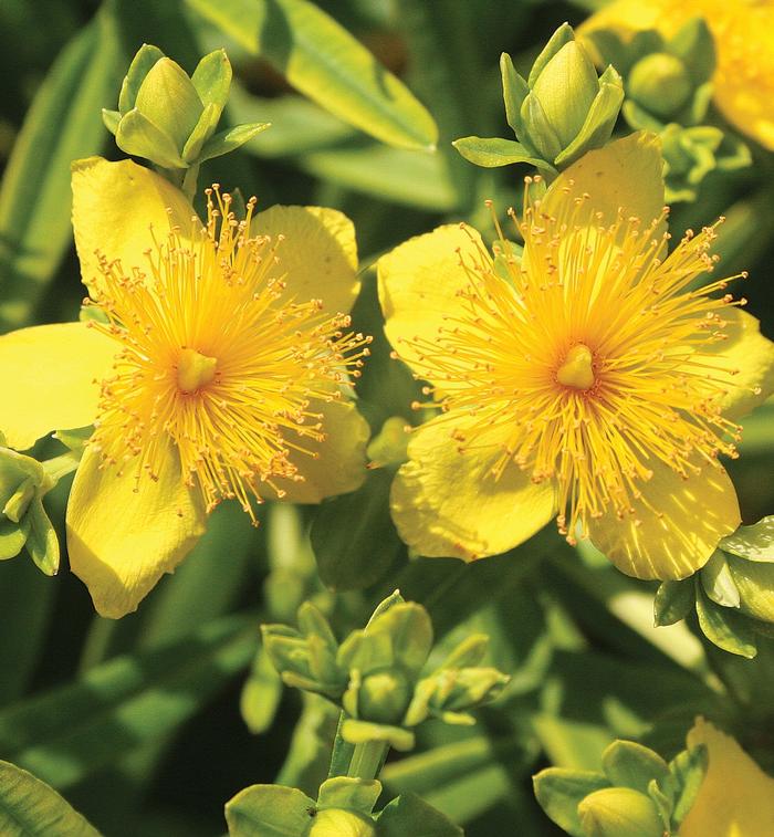 St. John's Wort 'BLUE VELVET™'