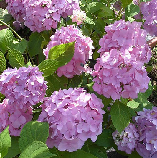 Hydrangea 'Early Sensation'