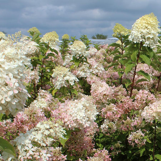 Hydrangea 'Phantom'