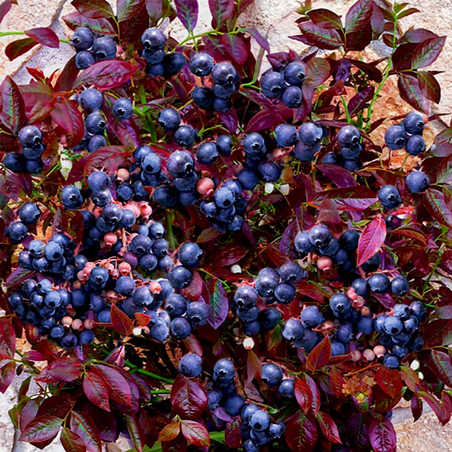 Fruit Profile