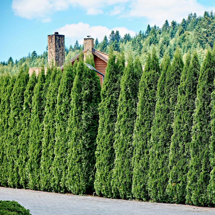 Cedar 'Full Speed A Hedge®'