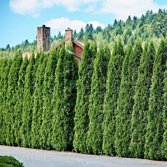 Cedar 'Full Speed A Hedge®'