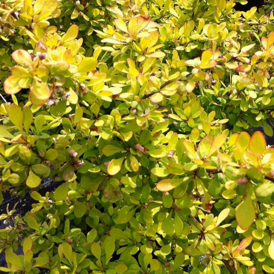 Japanese Barberry 'Dwarf Golden'