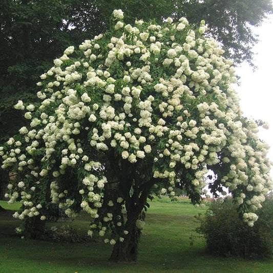 Viburnum 'Nannyberry'