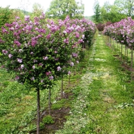 Lilac 'Dwarf Korean'