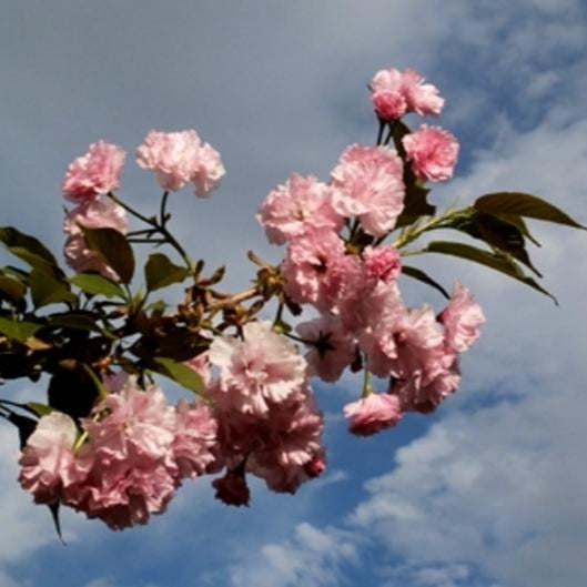 Flowering Cherry 'Kwanzan'