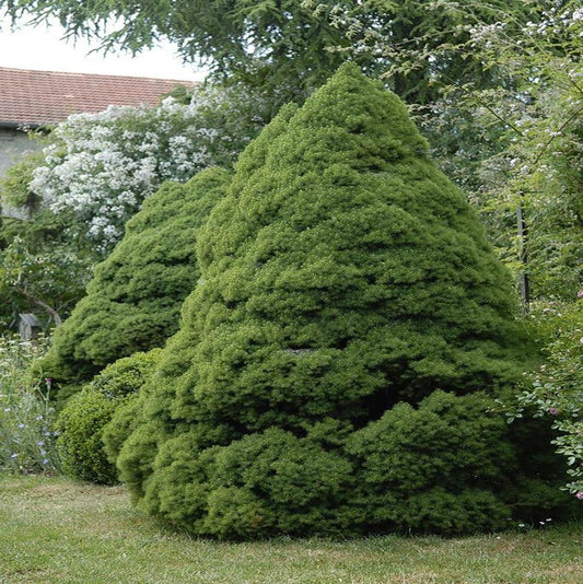 Dwarf Spruce 'Alberta'