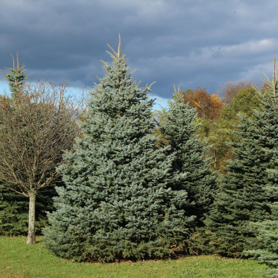 Spruce 'Baby Blue'