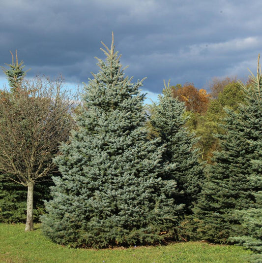 Spruce 'Baby Blue'