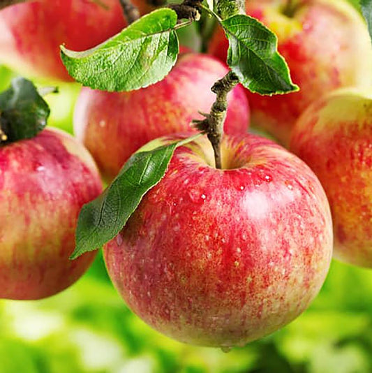 Apple ‘Ambrosia’