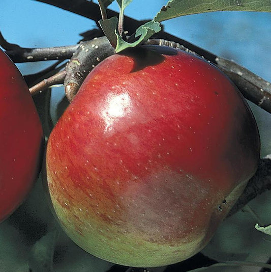 Apple 'Liberty'