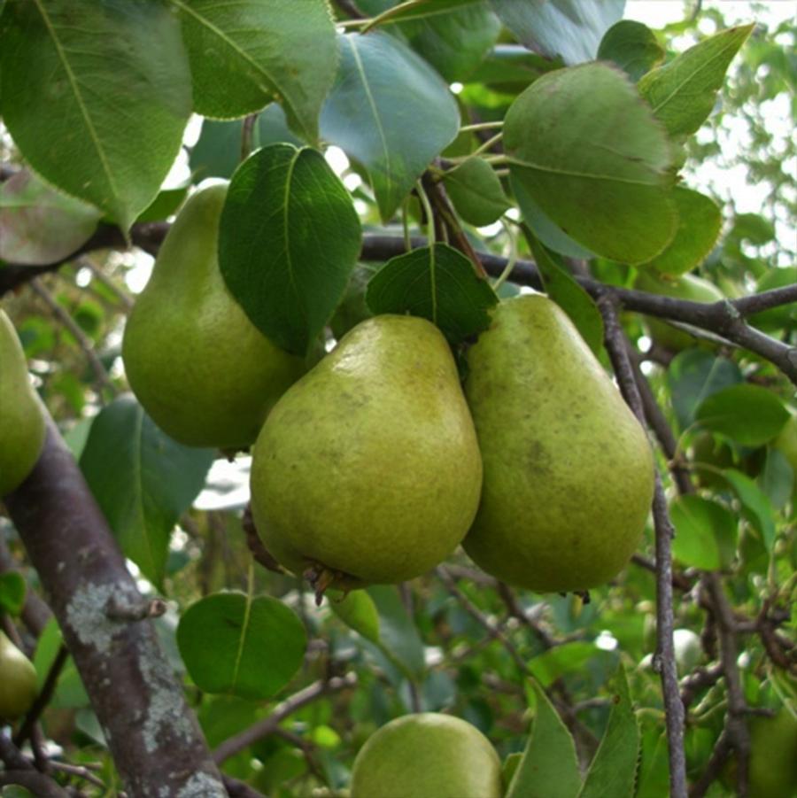 Pear 'Bartlett'