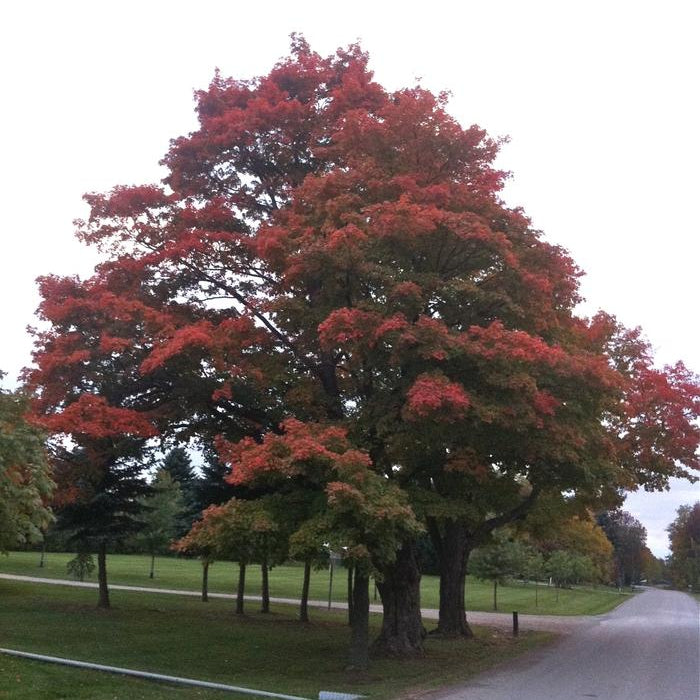 Maple 'Silver'