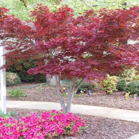 Maple 'Japanese Bloodgood'