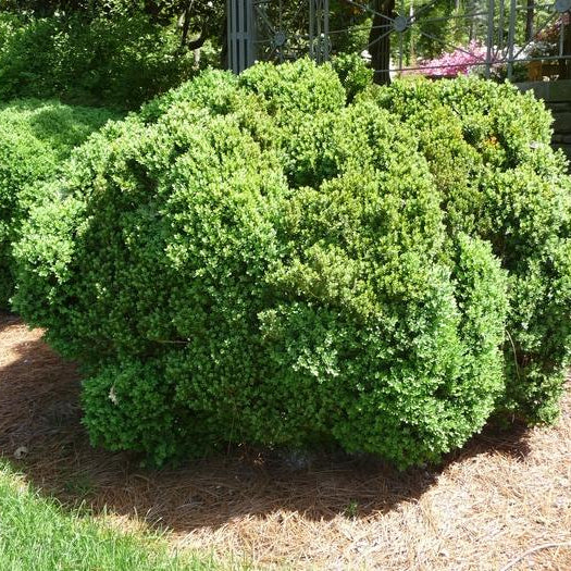Boxwood 'Green Velvet'