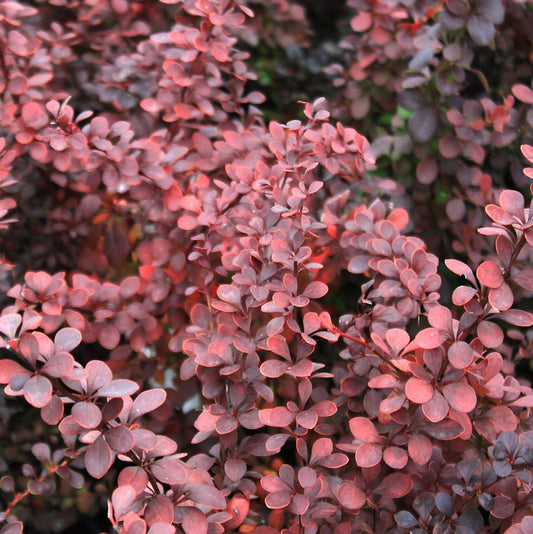 Barberry 'Ruby Carousel®' Japanese