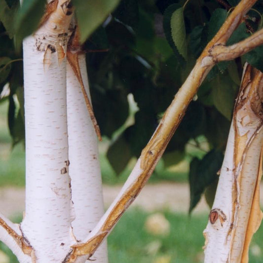 Birch 'Himalayan Cump'