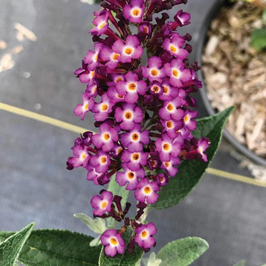 Dwarf Butterfly Bush 'Blueberry Pie'
