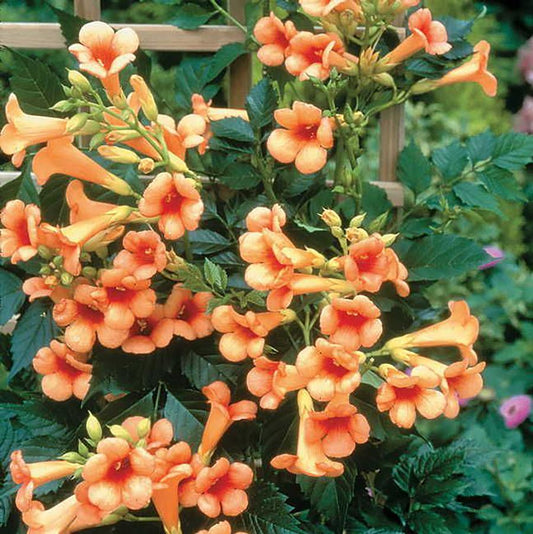Trumpet Vine 'Indian Summer'