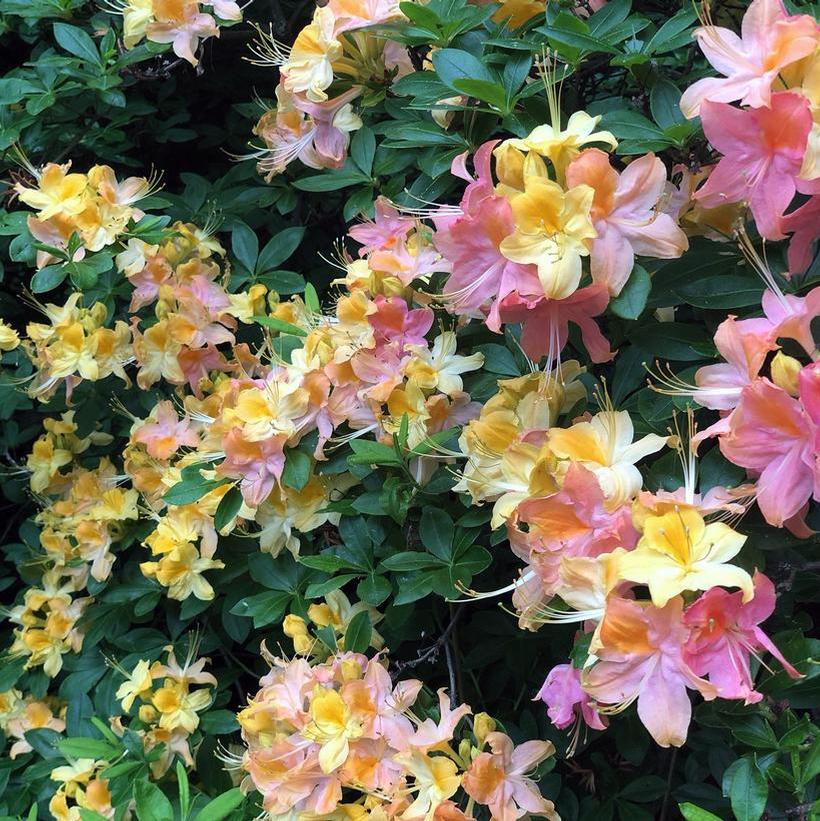 Azalea ‘Garden Rainbow’
