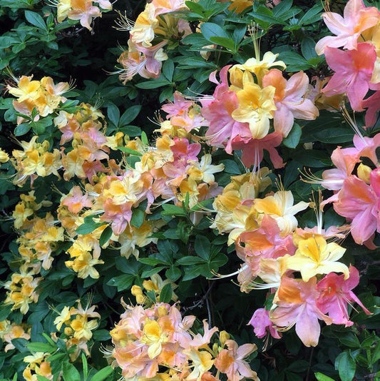 Azalea ‘Garden Rainbow’