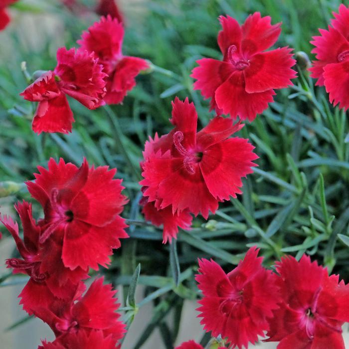 Maiden Pinks