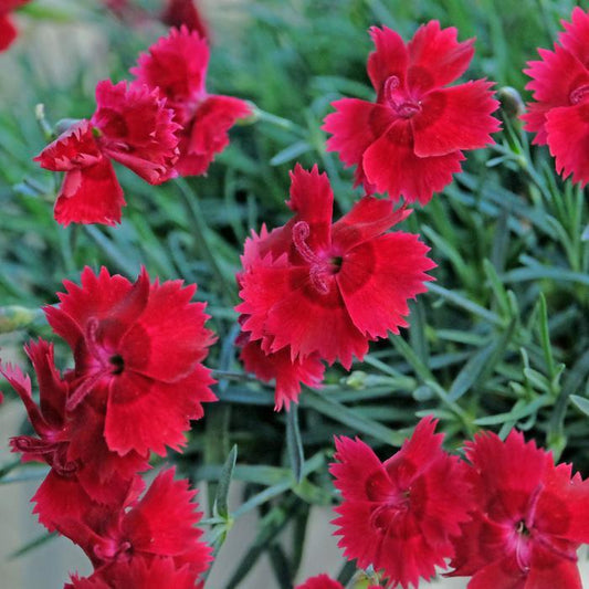 Maiden Pinks