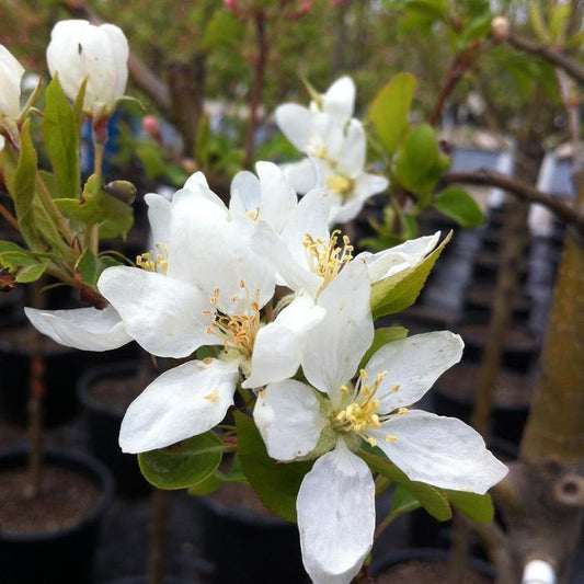 Flowering Crab 'Dolgo'