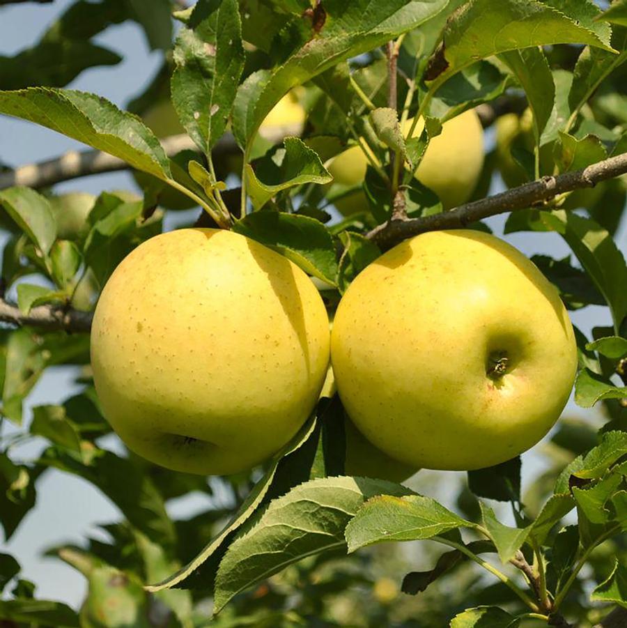 Apple ‘Yellow Delicious’