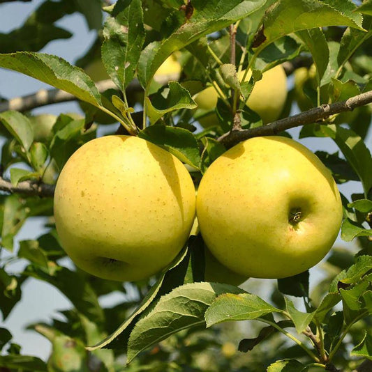 Apple ‘Yellow Delicious’